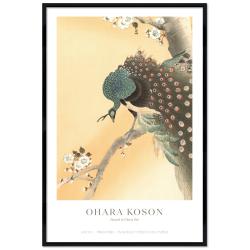 Poster mit Rahmen - Ohara Koson - Peacock in Cherry Tree
