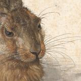 Thumbnail von Poster mit Rahmen - Albrecht Dürer - Feldhase (Young Hare) Bild 3