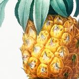 Thumbnail von Pierre Joseph Redouté - Pineapple Bild 3