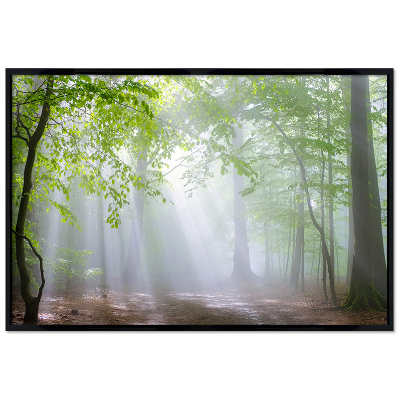 Poster mit Rahmen - Misty Forest
