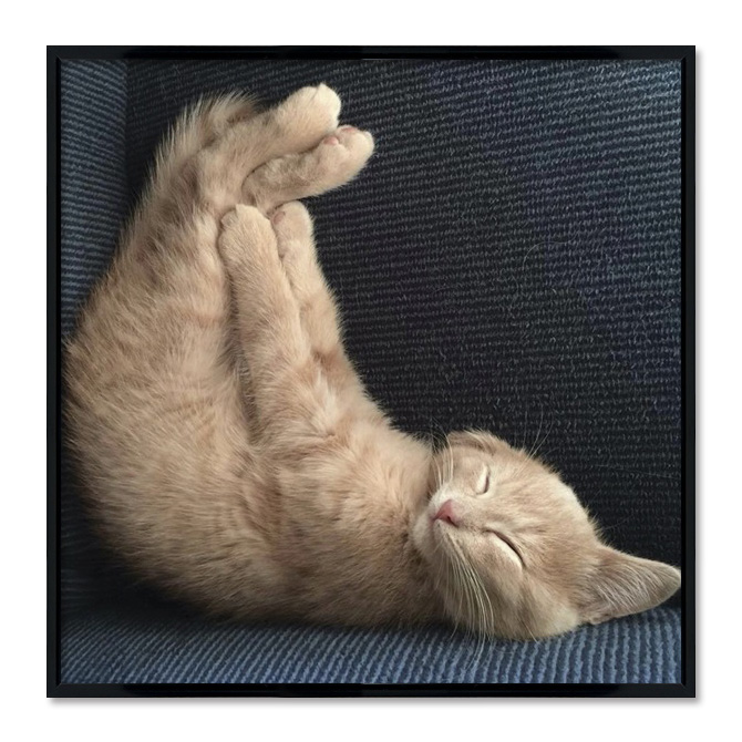 Poster mit Rahmen - Sleeping Kitten
